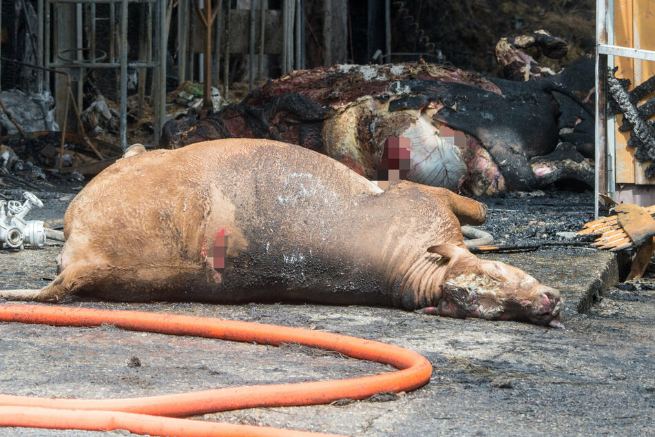 Acht Tiere wurden bei dem Großbrand getötet. (Symbolbild)