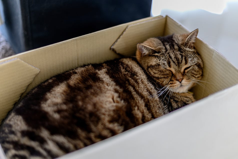 Frau in Poststation traut ihren Ohren kaum: Paket miaut!