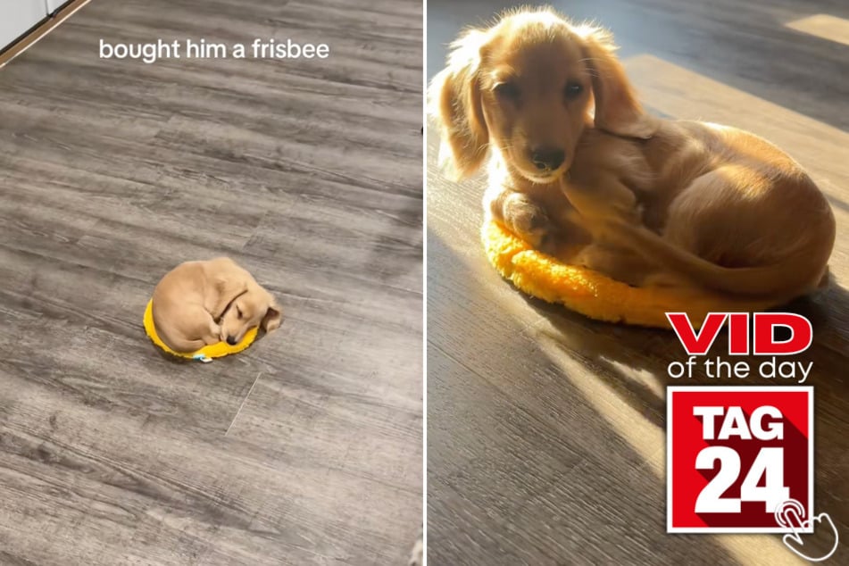 This dachshund got a new frisbee – then used it as the coziest bed ever!