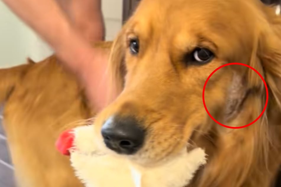 Golden Retriever Charlie musste kürzlich an der Wange rasiert werden.