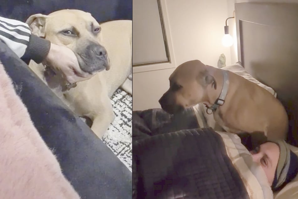Als Frau sieht, was ihr Hund im Bett macht, zückt sie sofort ihr Handy und filmt es