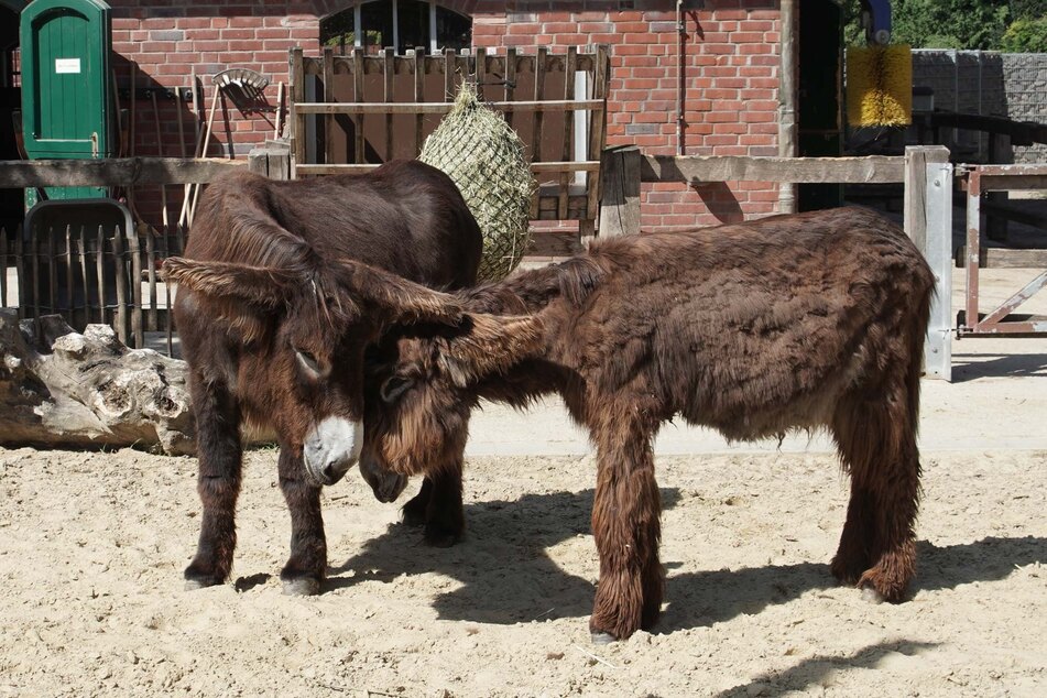 Die beiden Poitou-Esel stammen aus dem Archehof Ellermann am Steinhuder Meer in Niedersachsen.