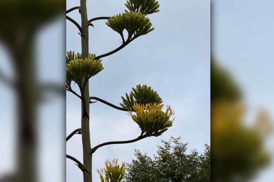 Die Knospen der Agave haben sich geöffnet, gelbe Blüten sind jetzt zu sehen.