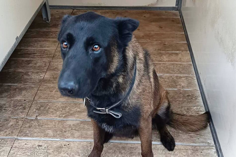 Polizeihund Dino wurde nur fünf Jahre alt. Er erlitt während des Einsatzes einen Herzinfarkt.