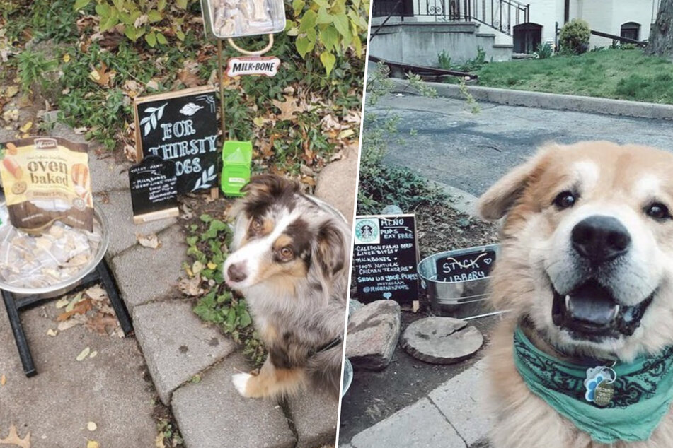 A stop at "StarPups Coffee" is a must on any walk! (collage)