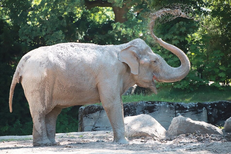 Elefantendame Mogli: Die Tiere haben ihre eigenen Strategien gegen die Hitze.
