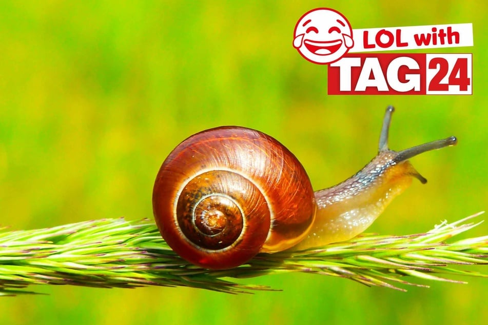 Joke of the Day for March 31, 2026: A snail tale silly