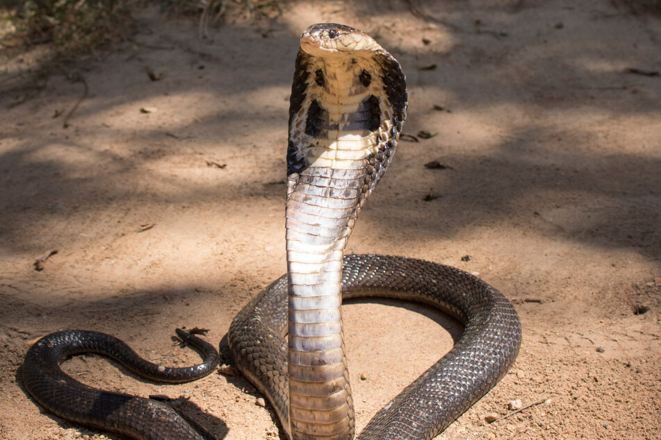 Die Schwarzweiße Hutschlange sieht nicht nur furchterregend aus, sie hat auch das zweitwirksamste Gift aller afrikanischen Kobras.