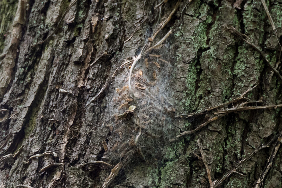 Ein Eichenprozessionsspinner-Nest hängt an einem Baum