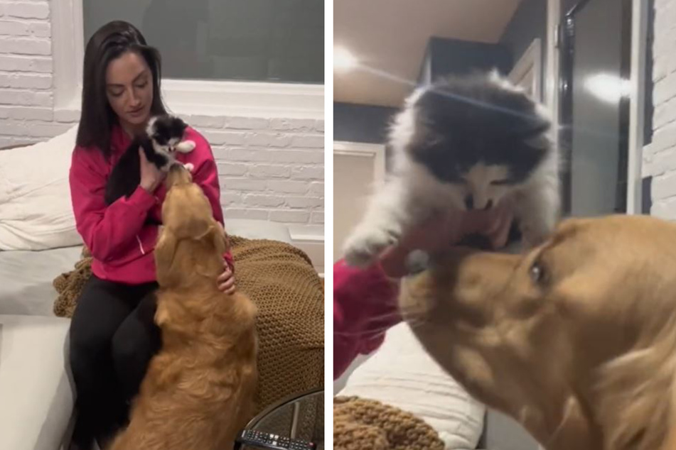 Kate Sherwood shows her golden retriever Lincoln interacting with her cat Charlie in their first days under one roof.
