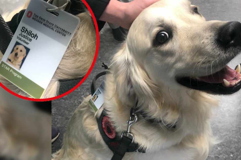 Bitte lächeln! Der Hund Shiloh soll in einem Krankenhaus den Mitarbeitern und Patienten Freude bringen.