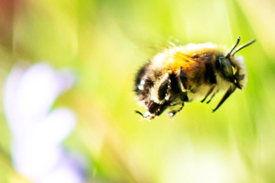 Wegen einer Biene! 15.000 Euro Schaden bei Unfall