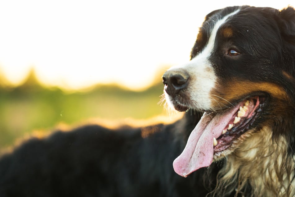 Unfall A9: Sechseinhalb Stunden! Verstörter Hund irrt über Autobahn und sorgt für Vollsperrungen