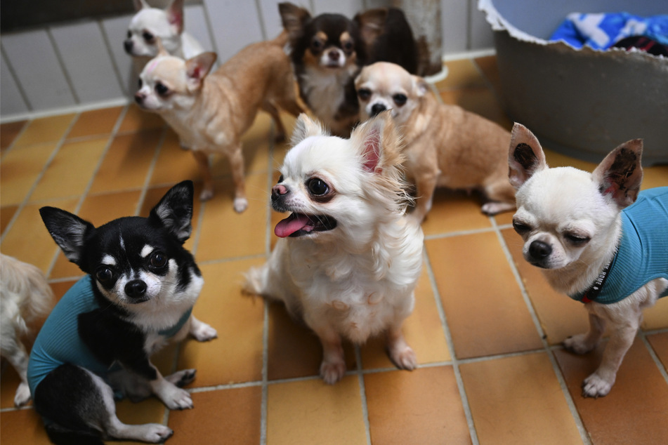 Krankhafte Tiersammler: Immer mehr Hunde und Co. verwahrlosen in Wohnungen!