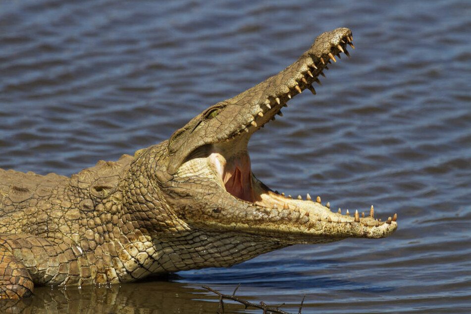 Das Krokodil konnte bislang nicht gefunden werden. (Symbolbild)