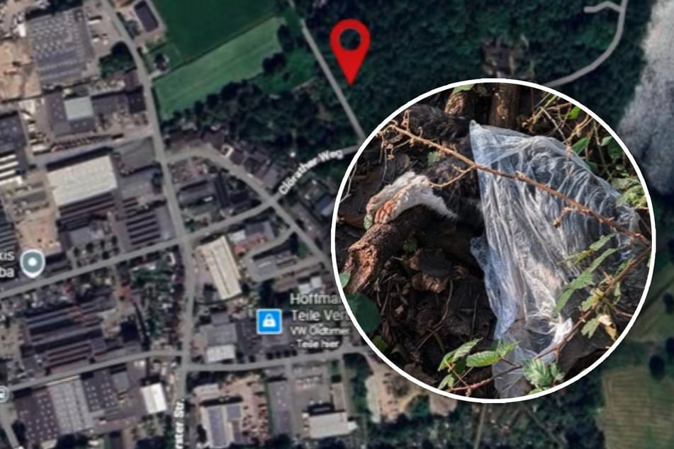 In diesem Waldstück in Viersen wurde "Moppelmietzi" am 17. Januar tot aufgefunden.