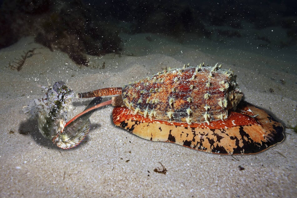 Die Kegelschnecke beim Jagen eines Fisches.