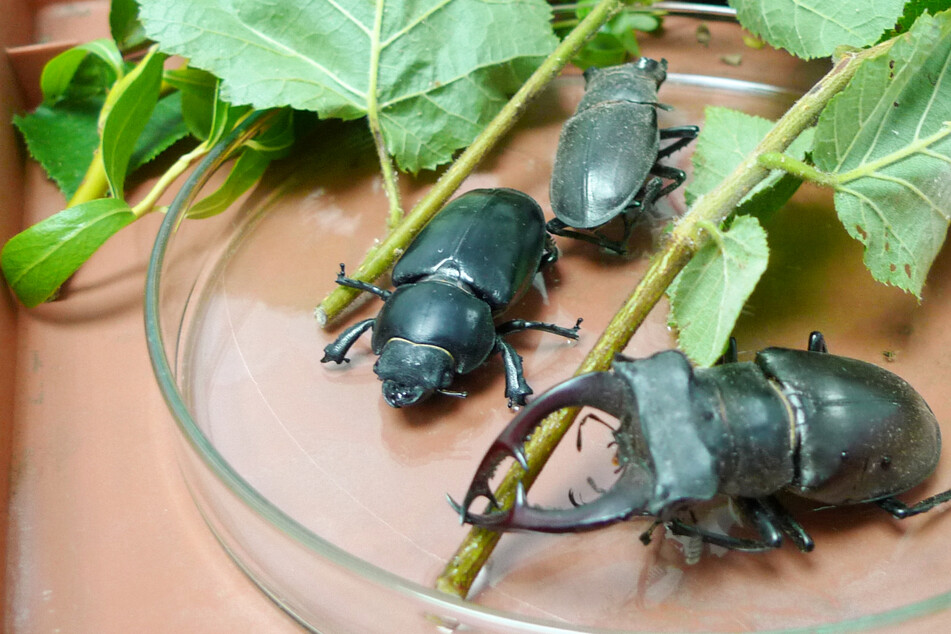 Bedrohte seltene Käfer mit der Post geschmuggelt, doch die Insekten setzten sich zur Wehr