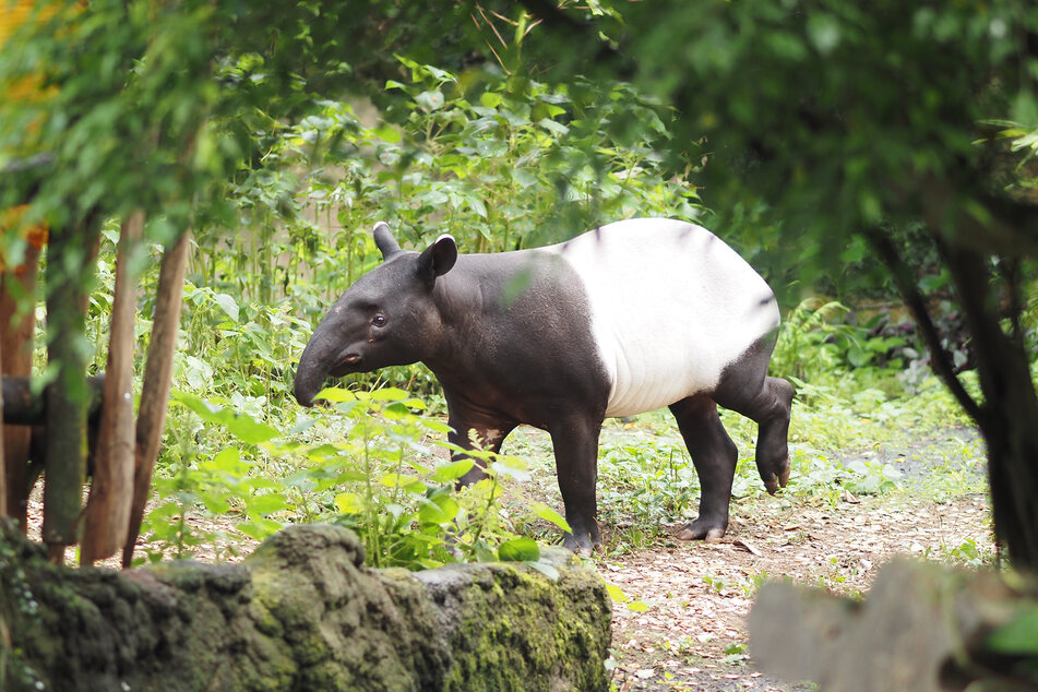 Sorgt Nuang bald fürs große Babyglück im Leipziger Zoo?