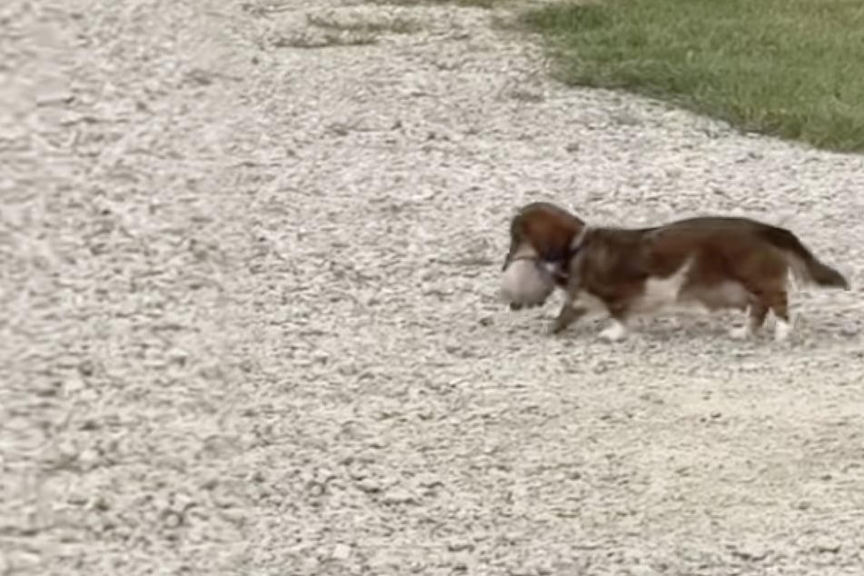 Dachshund dog "steals" tiny kitten for the sweetest reason