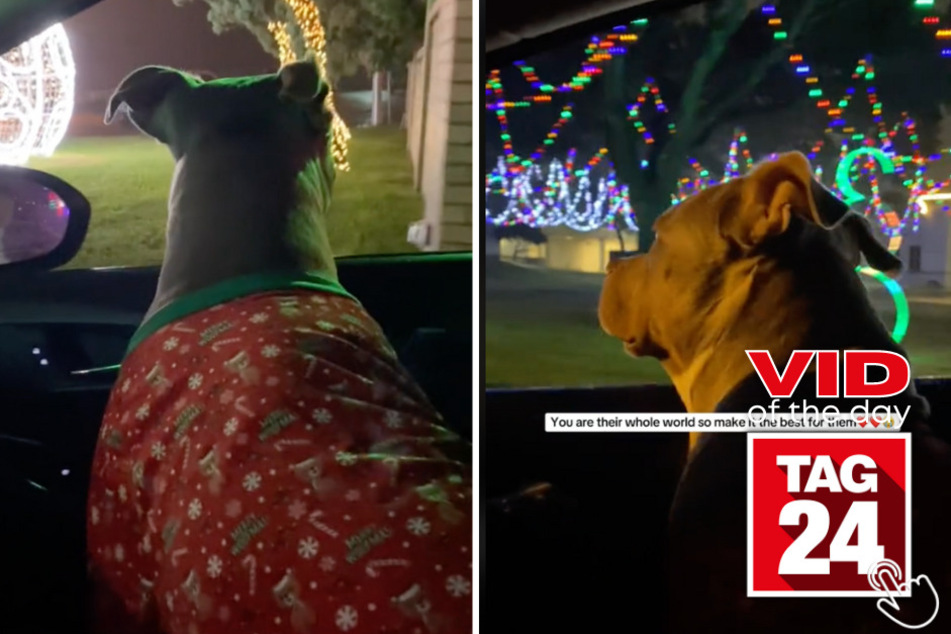 Today's Viral Video of the Day features the heartwarming moment a woman's dog experienced the pure joy from twinkling Christmas lights!