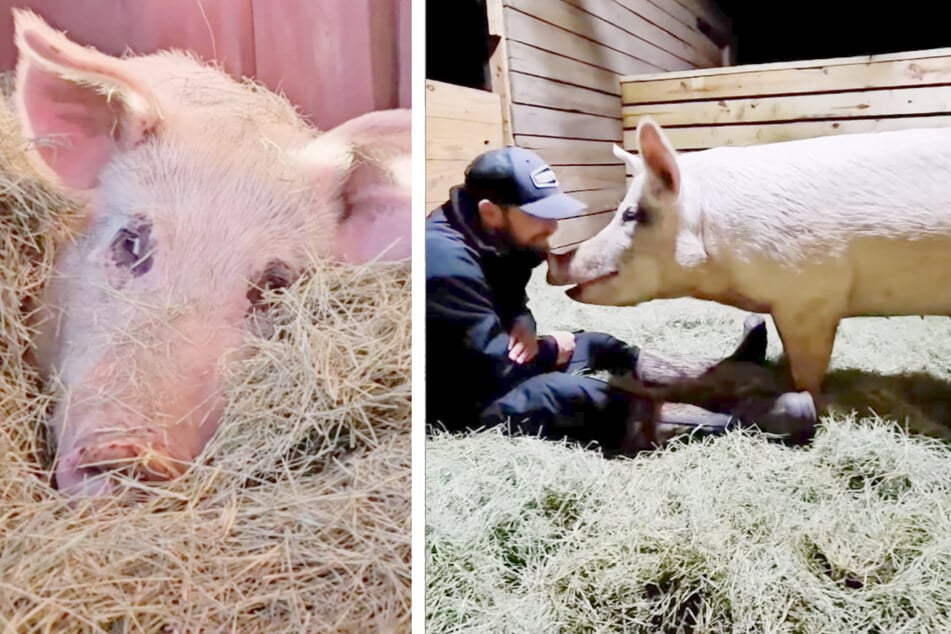 Das Tier war von einer Männergruppe misshandelt worden. Es benötigte eine Weile, bis es Menschen wieder vertrauen konnte.