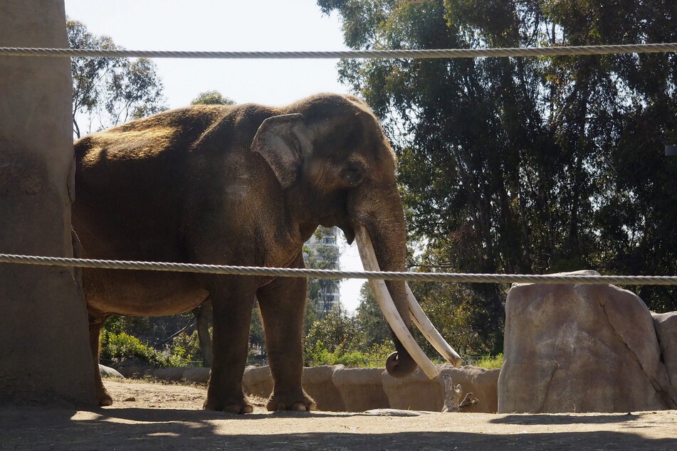 Das Elefanten-Gehege im Zoo San Diegos erfreut sich hoher Beliebtheit. Doch Jose Navarrete überschritt dabei mit seiner kleinen Tochter die Grenzen deutlich, die beiden kamen nur knapp mit dem Leben davon.