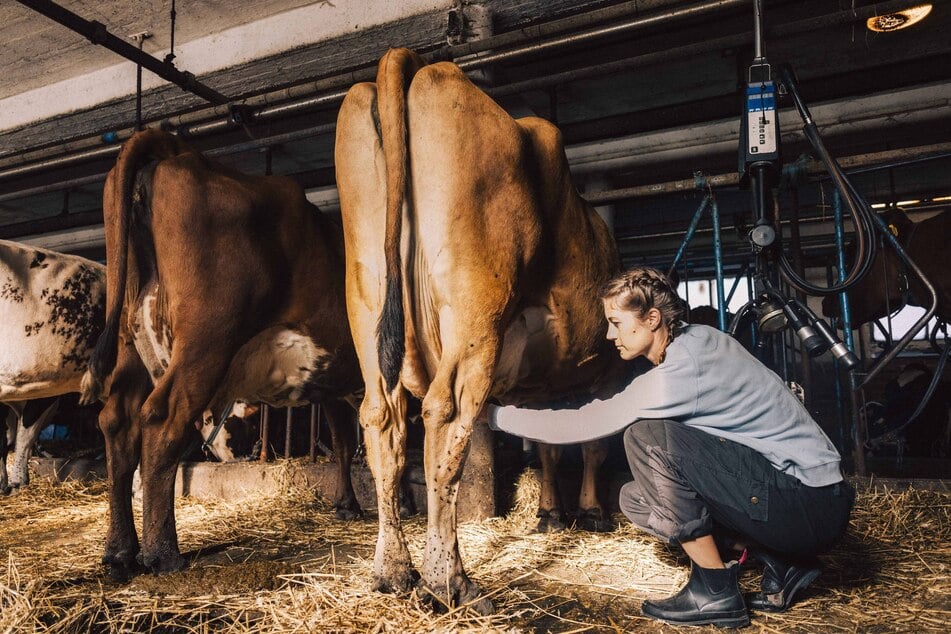 Während der Aktionstage zeigen die Bauern, wie sie mit ihren Tieren umgehen. (Symbolfoto)