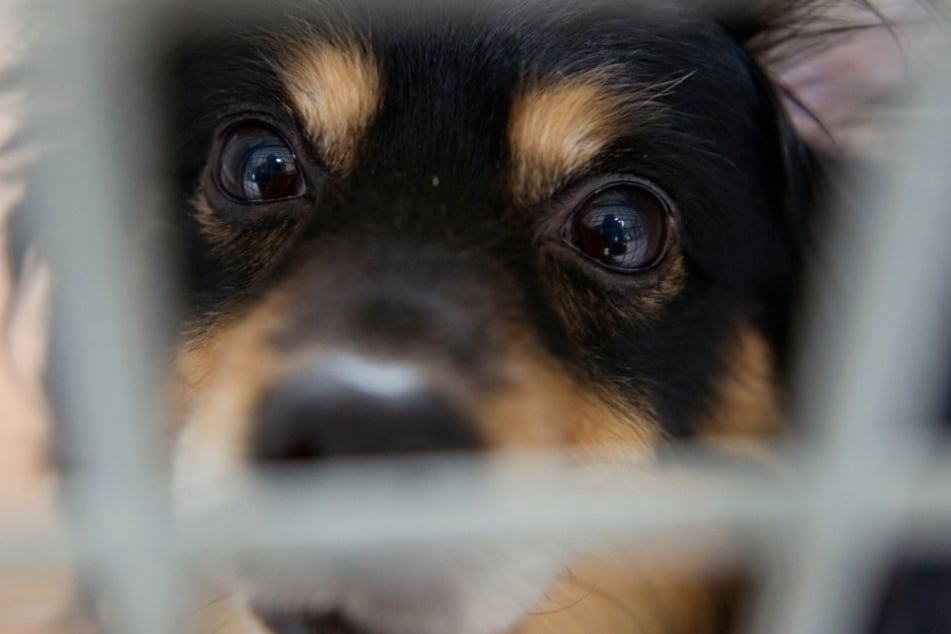 Mehr als 1000 Tiere im Tierheim Berlin: So viele Hunde hoffen auf ein besseres Leben