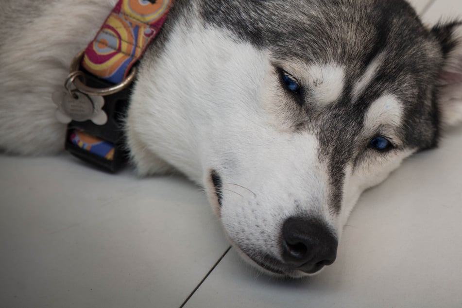 Hunde-Drama: Husky verendet in Auto - Besitzer feiern auf Festival