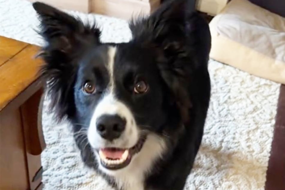 The dog Colt wound up in a bitter battle with a blanket in a viral TikTok!