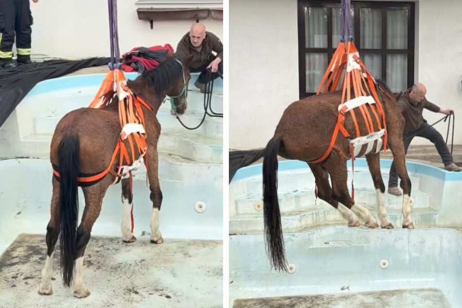 Spektakuläre Rettung: Feuerwehr befreit Pferd aus eiskaltem Pool