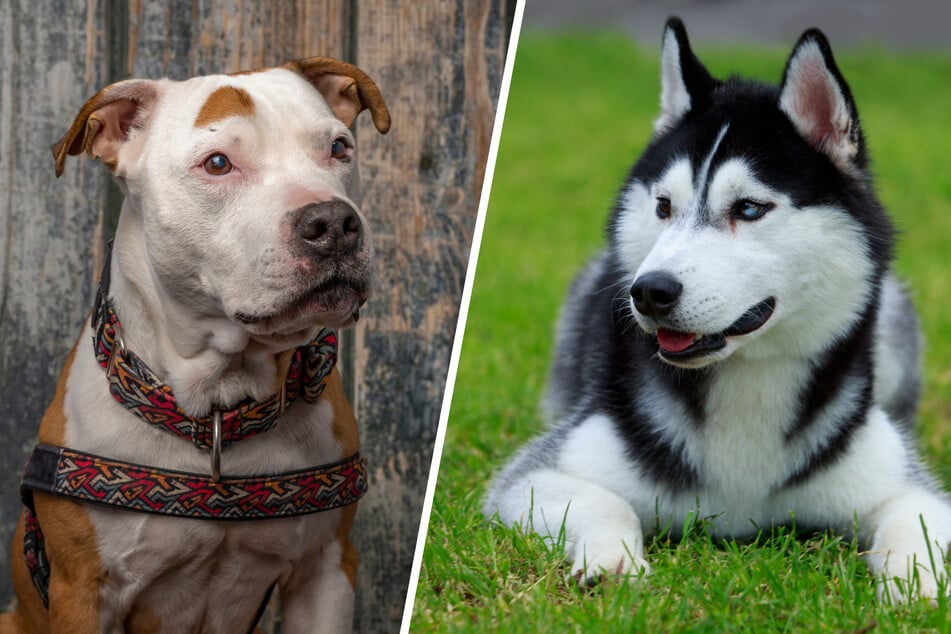 Wie sieht wohl ein Hund aus, dessen Eltern ein Pitbull und ein Siberian Husky sind? (Symbolbilder)