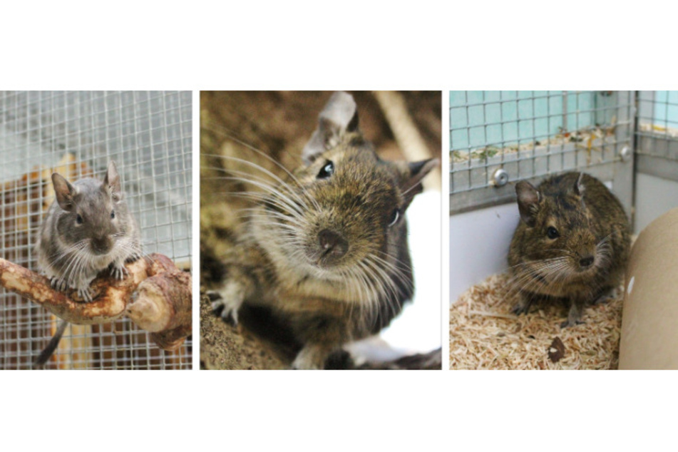 Das Degu-Trio.
