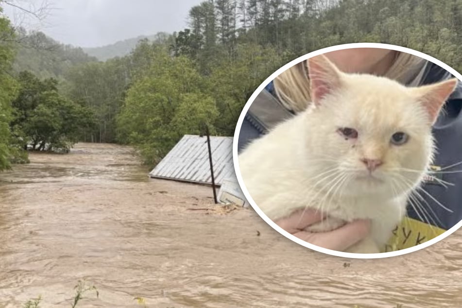 Hochwasser spült Kater Blanco weg: Eine Woche später hört seine Familie ein leises Miauen