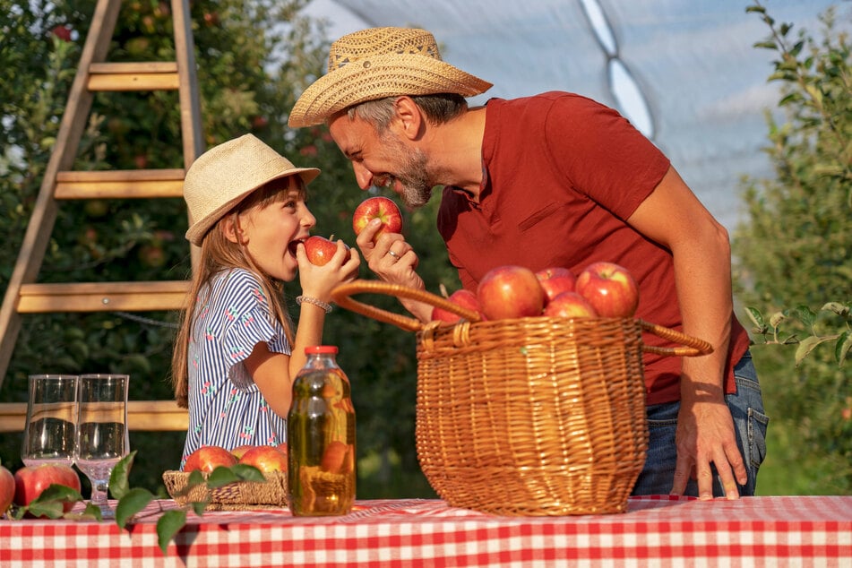 Bis 17 Uhr noch kann man in Rammenau einen Tag rund um das beliebte Obst "Apfel" erleben.