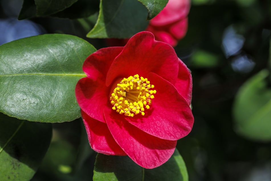 Aus den ersten karminroten Blüten werden bis Mitte März Tausende.