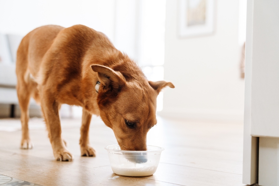 Dürfen Hunde Milch trinken oder ist das zu gefährlich für sie?