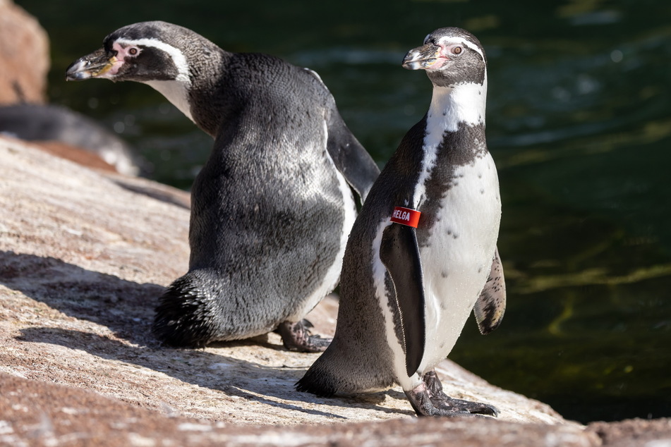 Sie sind die ungekrönten Könige des Amerika-Tierparks in Limbach-Oberfrohna: die Pinguine.