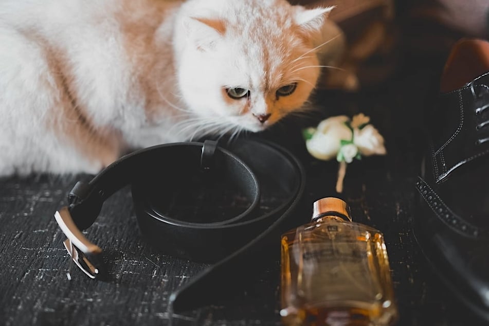 Wenn eine Katze mit im Haushalt lebt, sollte man Parfums unzugänglich verstauen.