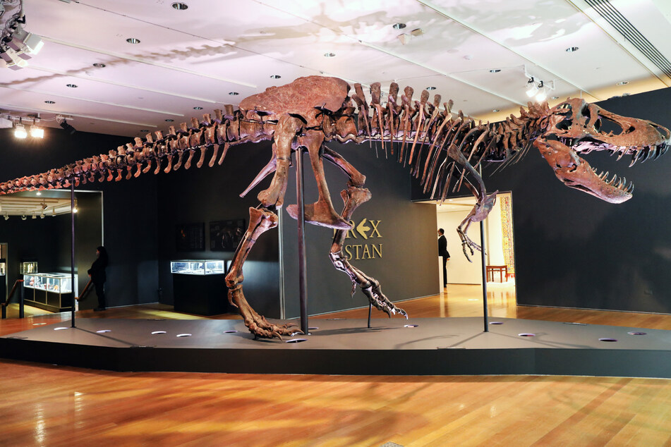 The Tyrannosaurus rex is the most famous dinosaur, but it may have a new relative!