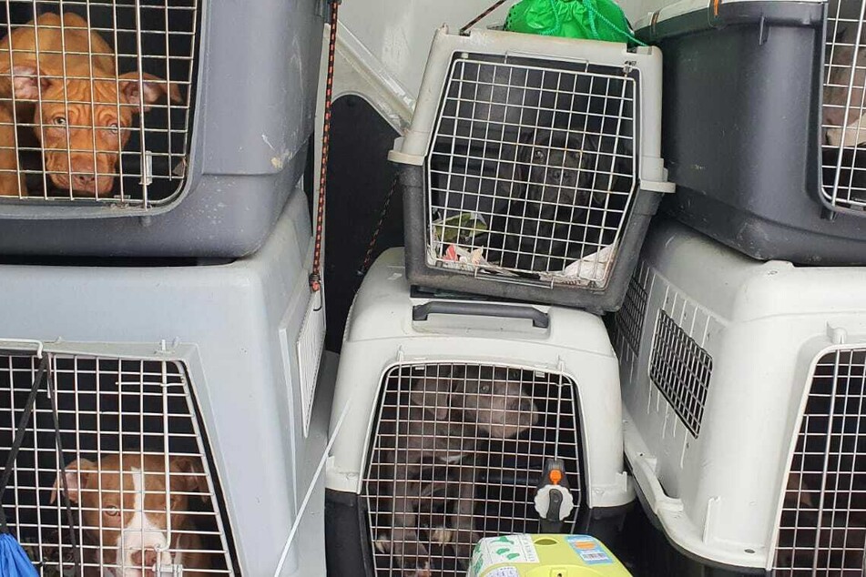 Haustier-Führerschein und Positivliste: Schluss mit Bulldogge, Mops und Chihuahua