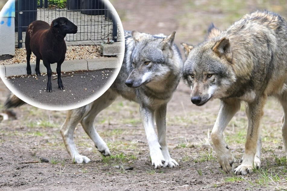 Wolf schlägt in Sachsen zu: Viele tote Schafe liegen auf der Koppel!