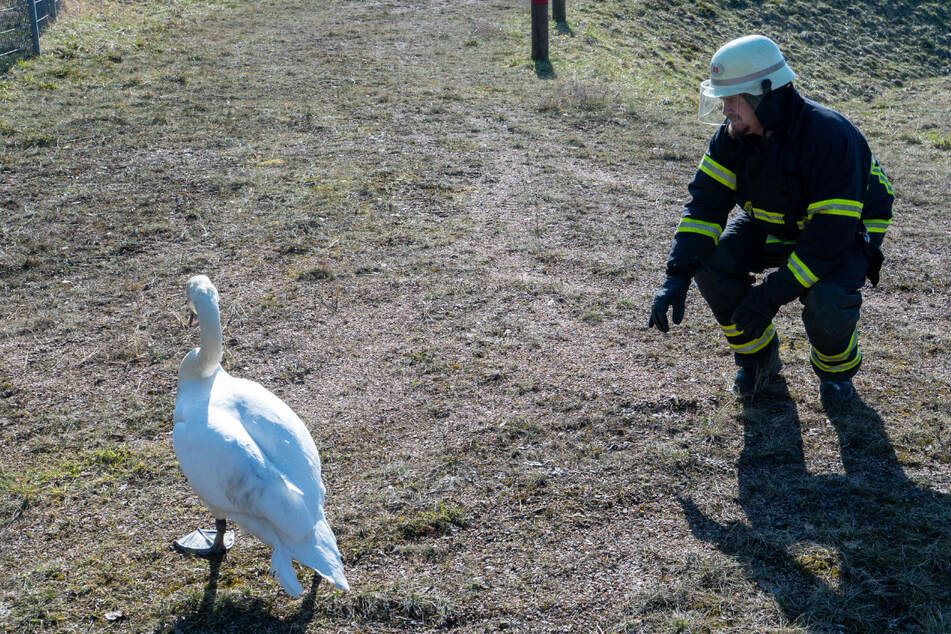 Hamburg: Verletzter Schwan sorgt für Einsatz direkt an der A1