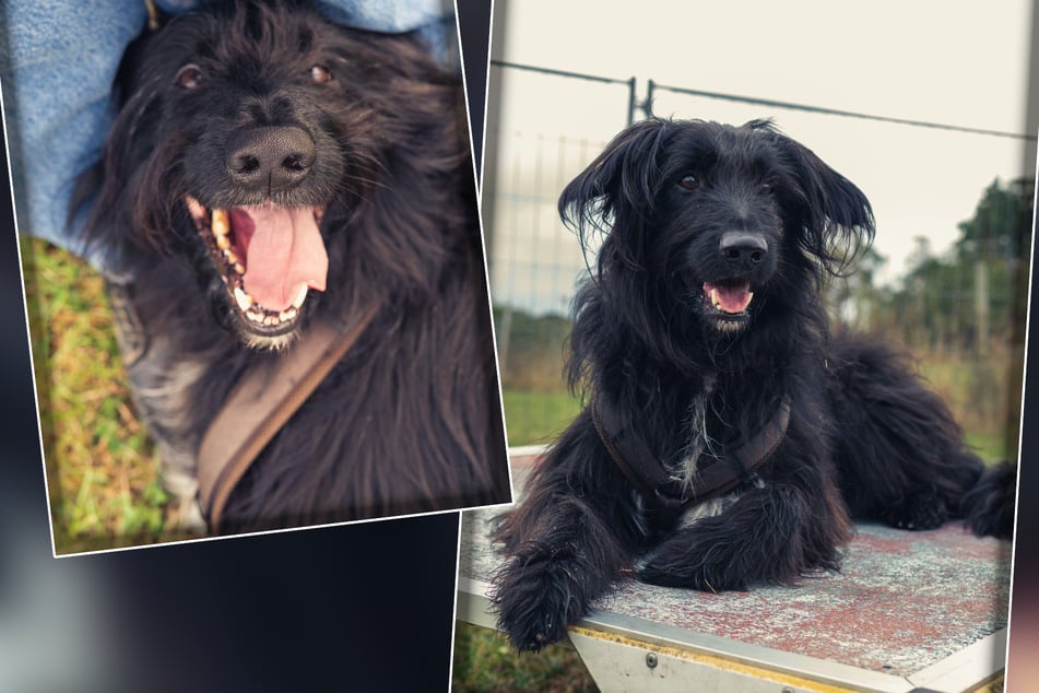 Der Altdeutsche-Hütehundmischling Sammy benötigt keinesfalls eine zu schroffe Herangehensweise in seiner Erziehung.