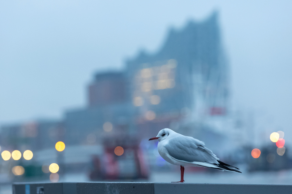 Wenig winterlich: In Hamburg ist mit zweistelligen Temperaturen zu rechnen.