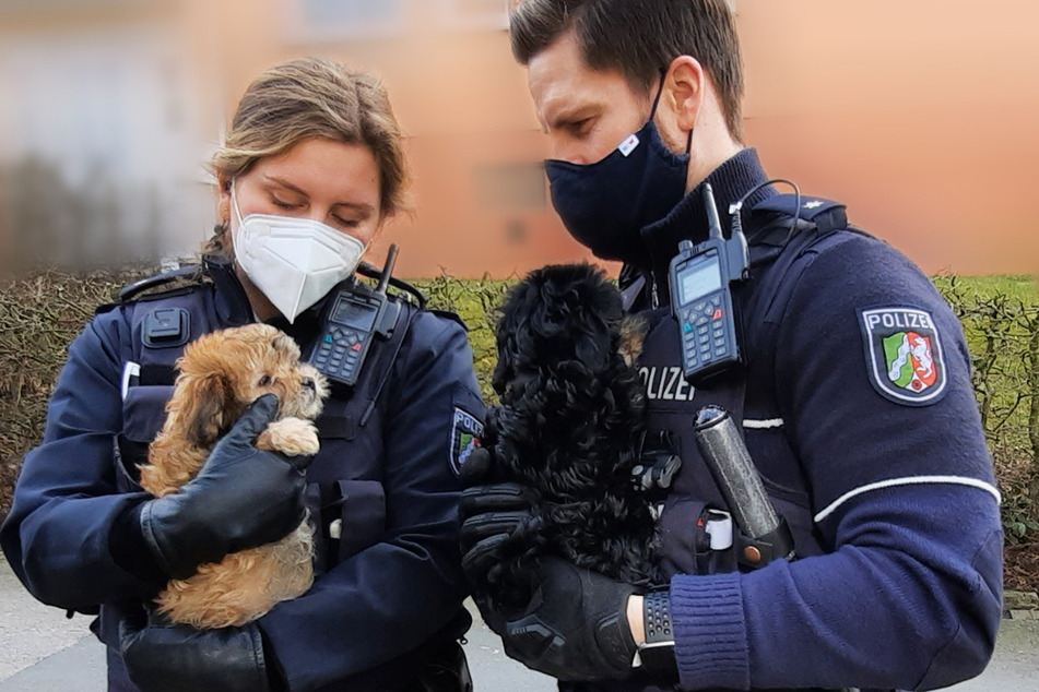 Die zwei zitternden Welpen wurden von der Polizei ins Tierheim gebracht.