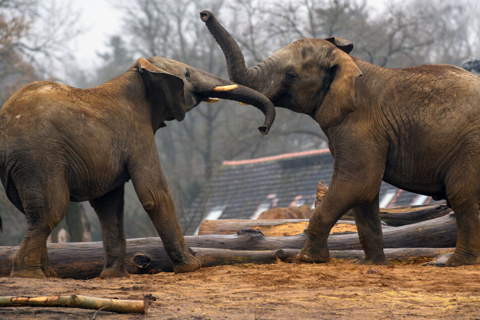 Elefantenkuh im Kölner Zoo nach Kampf mit Bullen eingeschläfert