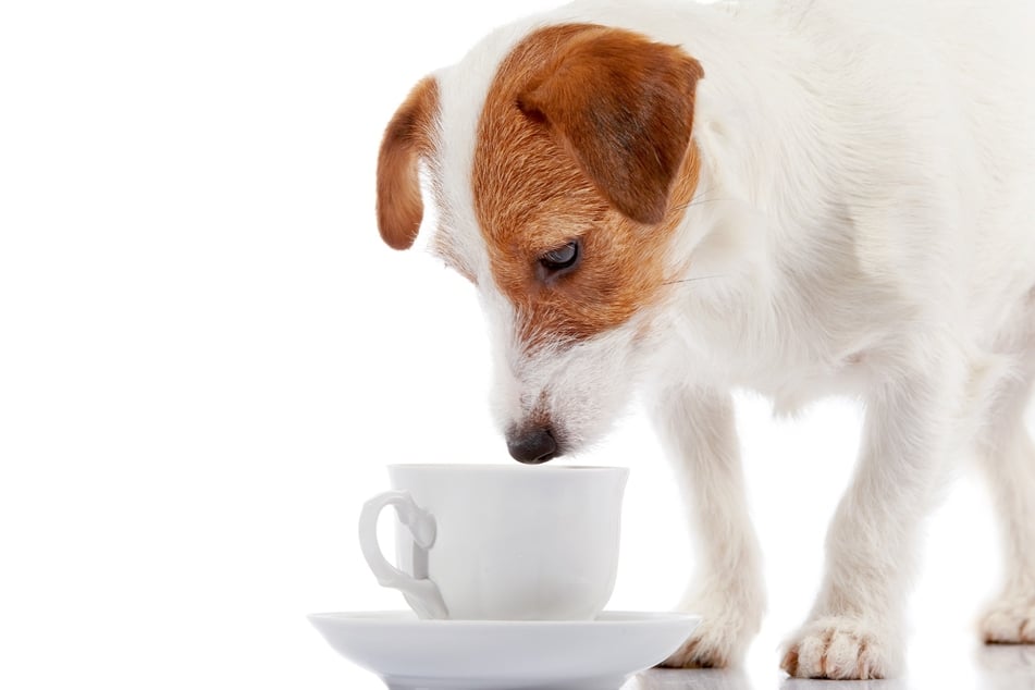 Geht es einem Hund nicht gut, kann er ruhig mal etwas mehr Kamillentee trinken.