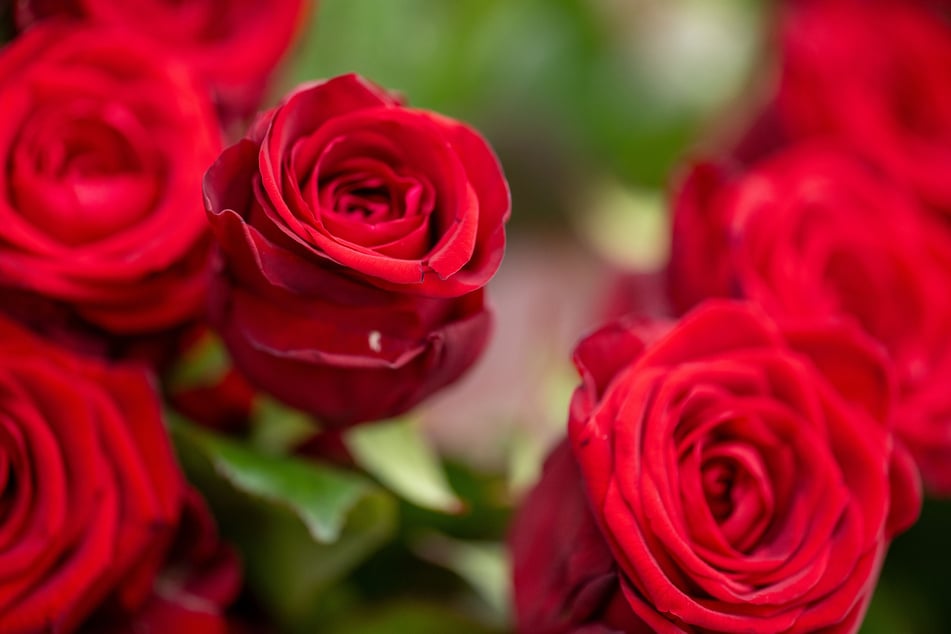 Neben einem Ausflug zu zweit werden am Valentinstag häufig rote Rosen an die Liebste verschenkt. (Symbolfoto)